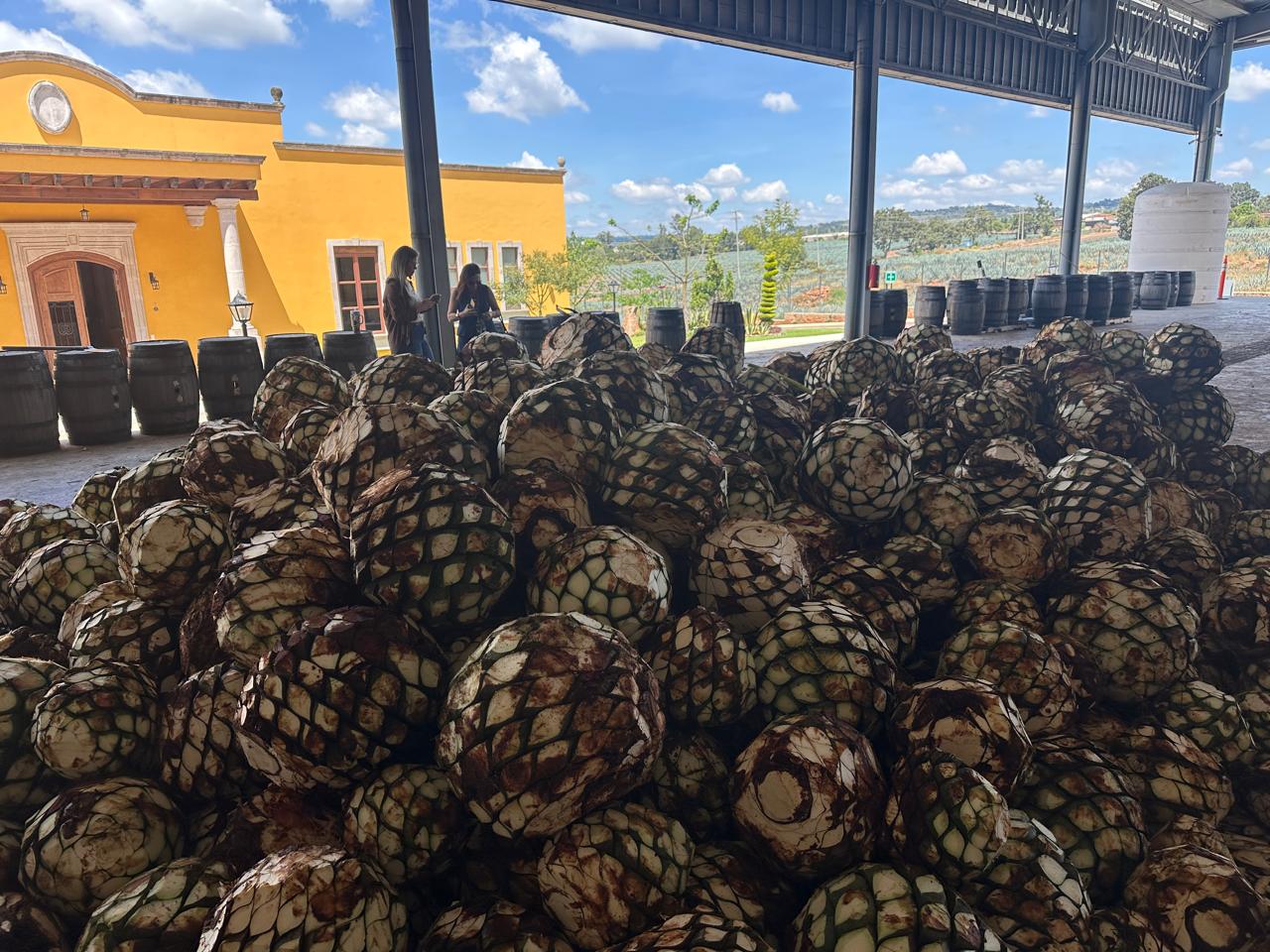 Tequileras en Los Altos del Tequila Tepatitlan Arandas Atotonilco Jalisco Mexico